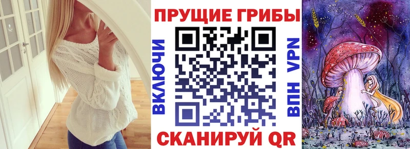 Галлюциногенные грибы Psilocybine cubensis  Купить где  Чекалин 